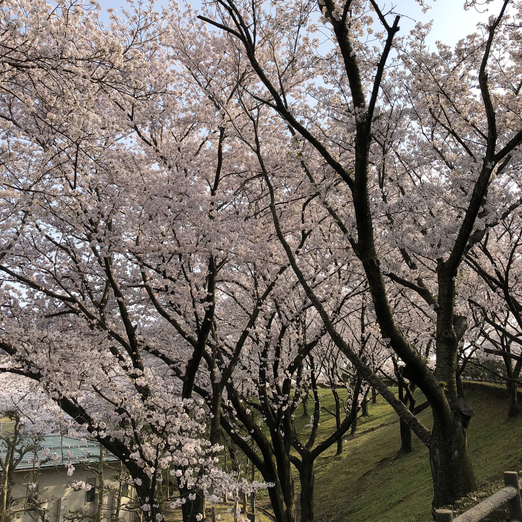 鳥取市美容室エンリッチ 桜 Hair Makeenrich 鳥取市美容室エンリッチ