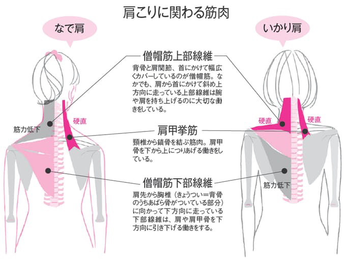 肩の強張りが強い人は２つのストレッチを 整体院 Revive