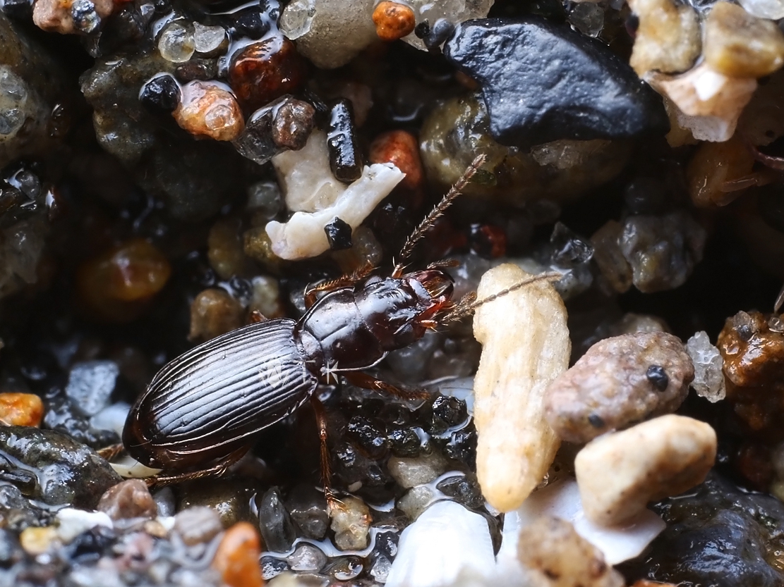 ツツイキバナガミズギワゴミムシ | 精霊の庵 - 無名の絶滅危惧昆虫