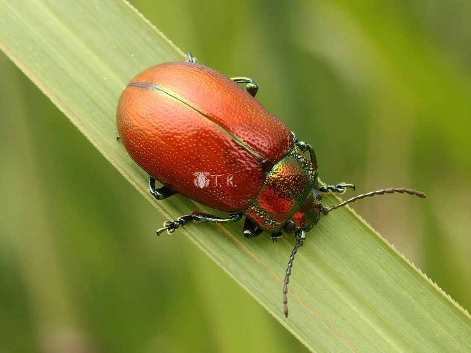 オオルリハムシ 精霊の庵 無名の絶滅危惧昆虫