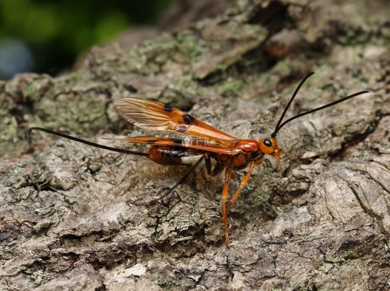 ウマノオバチ 精霊の庵 無名の絶滅危惧昆虫