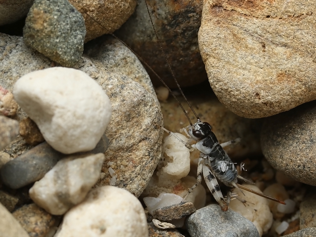リュウキュウハマコオロギ | 精霊の庵 - 無名の絶滅危惧昆虫 リュウキュウハマコオロギ | 精霊の庵 - 無名の絶滅危惧昆虫