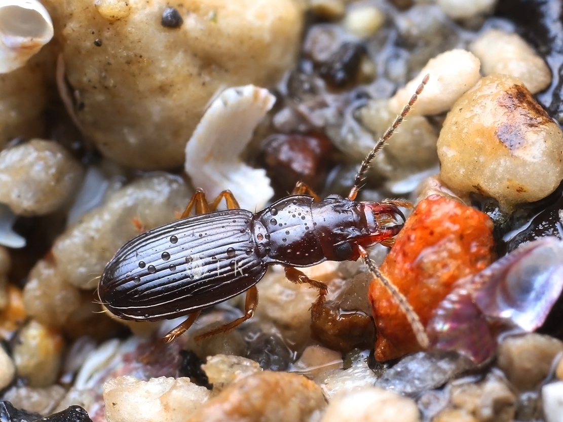 精霊の庵 - 無名の絶滅危惧昆虫の記事一覧 : ページ7