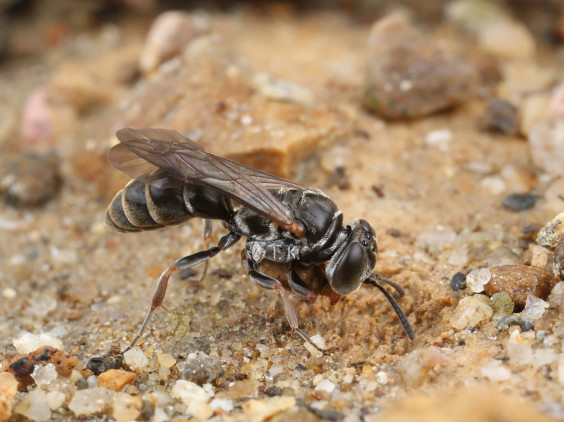 コウライピソン コウライクモカリバチ 精霊の庵 無名の絶滅危惧昆虫