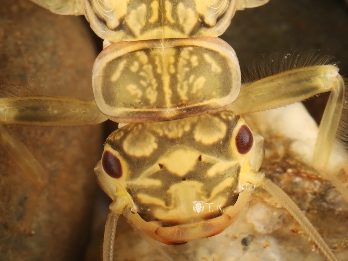 フライソンアミメカワゲラ 精霊の庵 無名の絶滅危惧昆虫