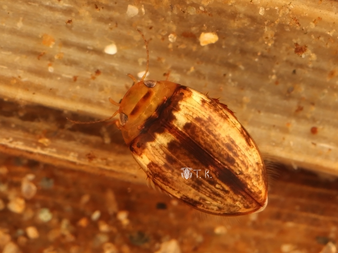 250px-OI000439_353343995047123.jpg