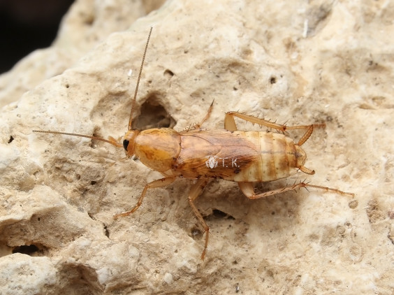 ミヤコモリゴキブリ 精霊の庵 無名の絶滅危惧昆虫