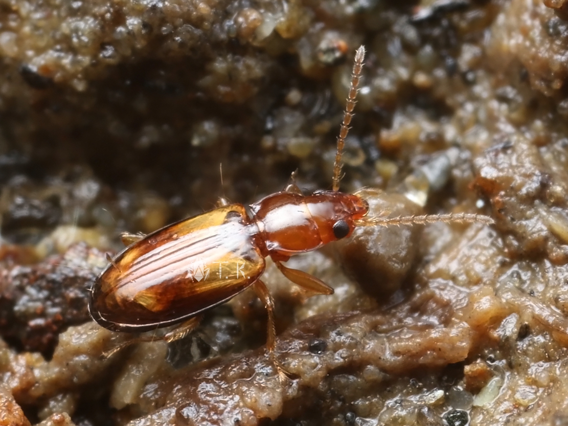 ゴミムシ ギョウトクコミズギワゴミムシ | 精霊の庵 - 無名の絶滅危惧昆虫