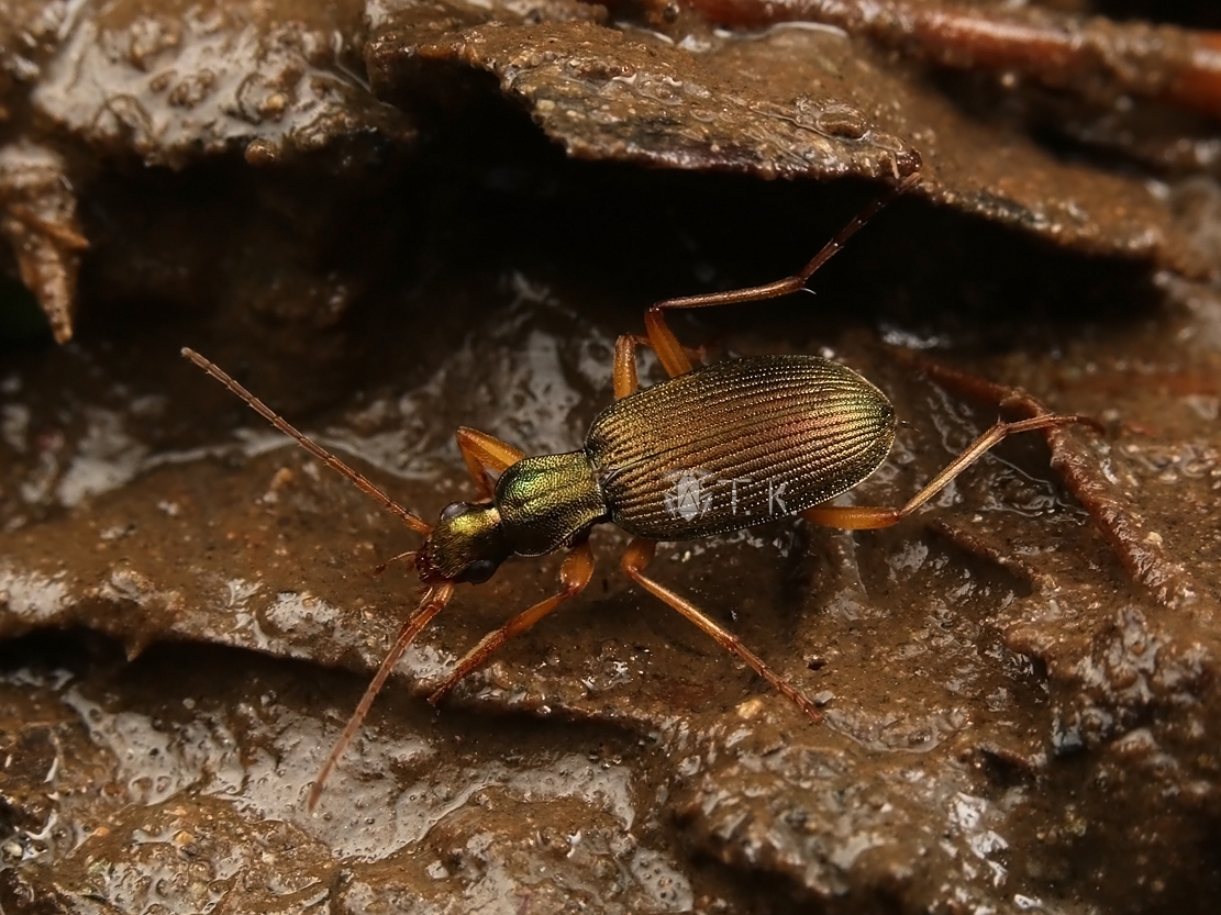 チビアオゴミムシ | 精霊の庵 - 無名の絶滅危惧昆虫