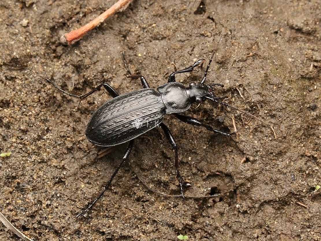 Procerus-07 レバノン アッカール県 シリアイボハダオサムシssp. phoeniceus ♂♀ - 虫類