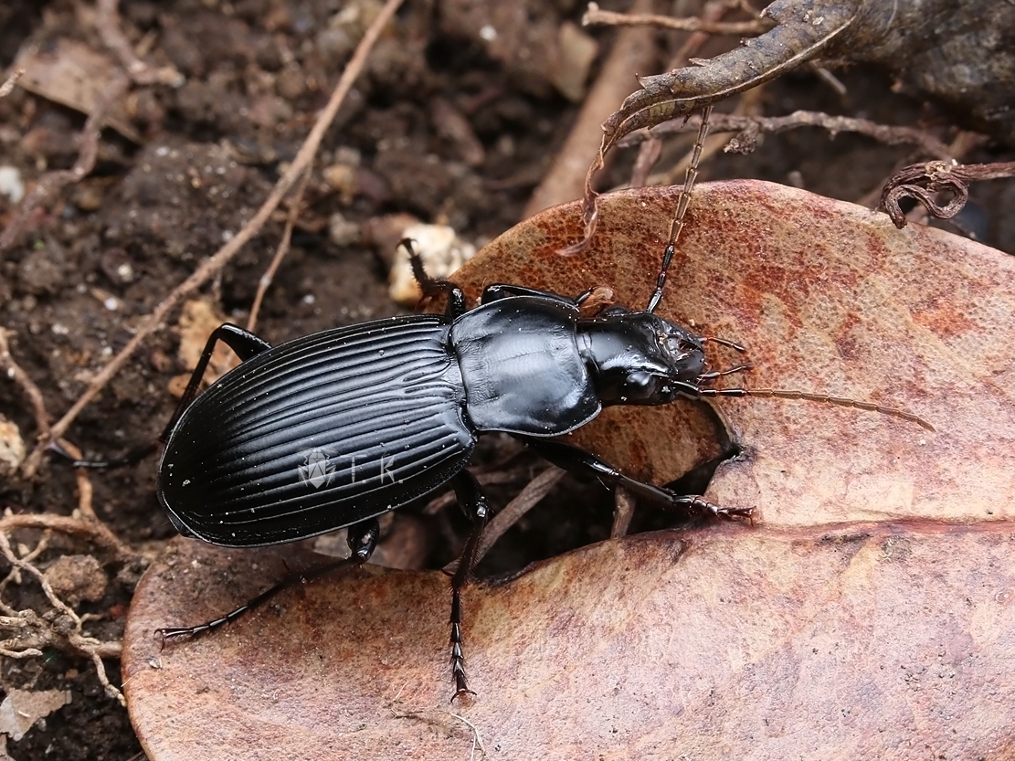 スナハラゴミムシ | 精霊の庵 - 無名の絶滅危惧昆虫