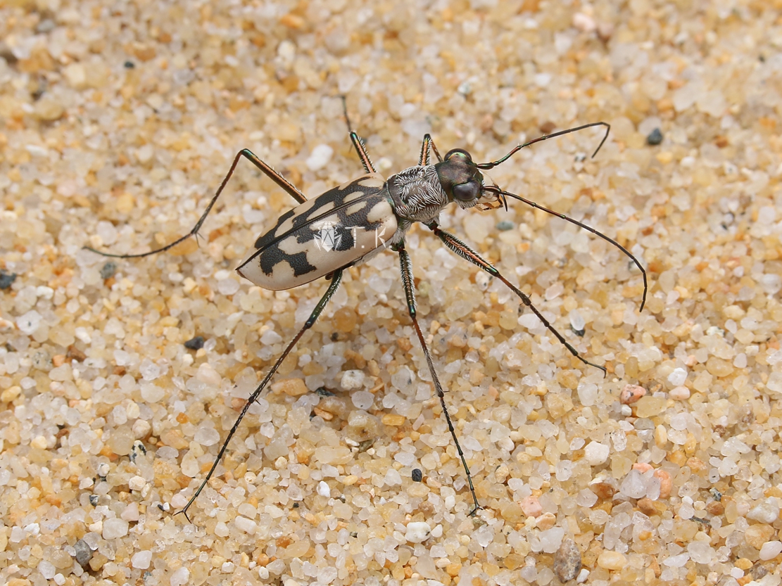 カワラハンミョウ | 精霊の庵 - 無名の絶滅危惧昆虫