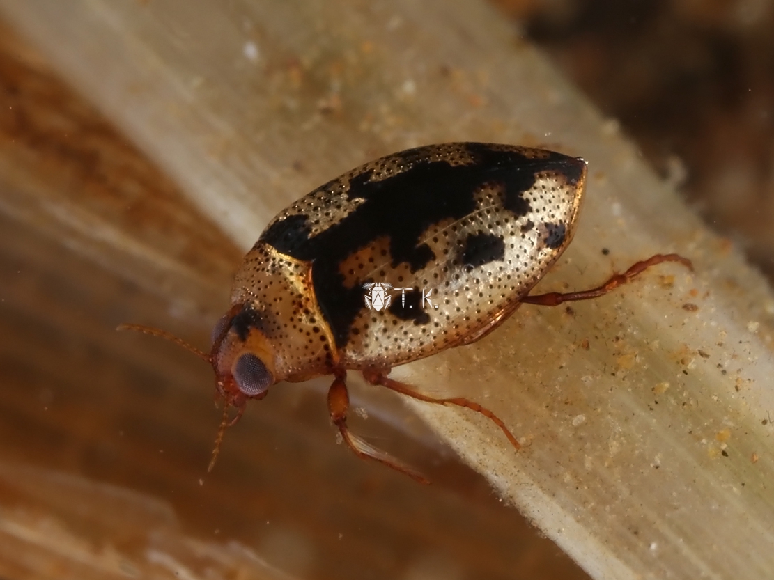 マダラコガシラミズムシ | 精霊の庵 - 無名の絶滅危惧昆虫
