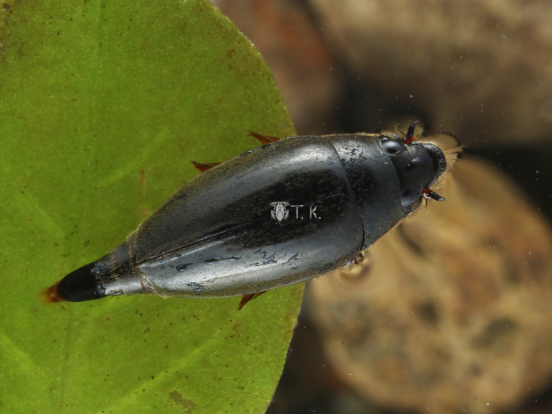 ツマキレオナガミズスマシ | 精霊の庵 - 無名の絶滅危惧昆虫