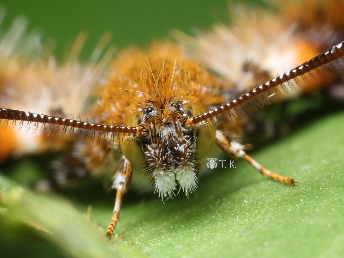 アシナガモモブトスカシバ 精霊の庵 無名の絶滅危惧昆虫