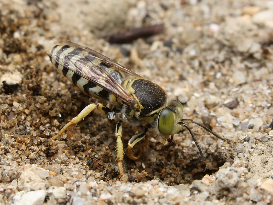 ハナダカバチ（ニッポンハナダカバチ） | 精霊の庵 - 無名の絶滅危惧昆虫