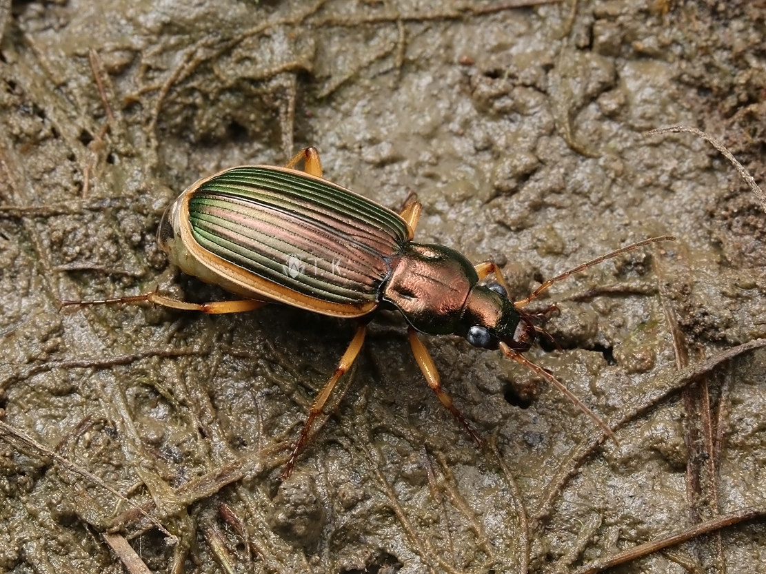 ツヤキベリアオゴミムシ | 精霊の庵 - 無名の絶滅危惧昆虫