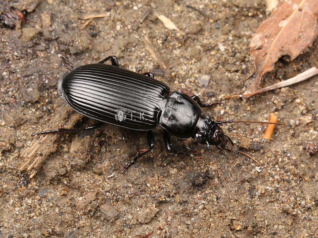 スナハラゴミムシ | 精霊の庵 - 無名の絶滅危惧昆虫