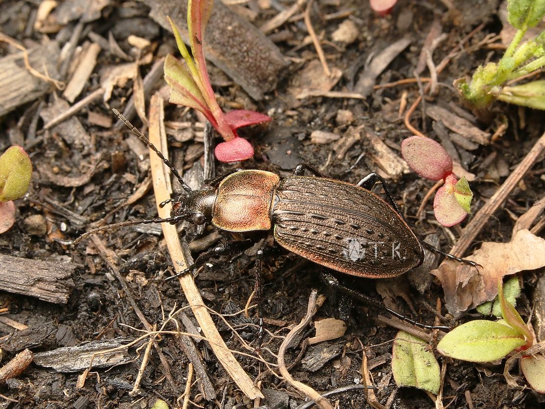 セアカオサムシ | 精霊の庵 - 無名の絶滅危惧昆虫