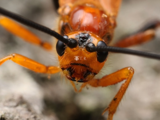 ウマノオバチ 精霊の庵 無名の絶滅危惧昆虫
