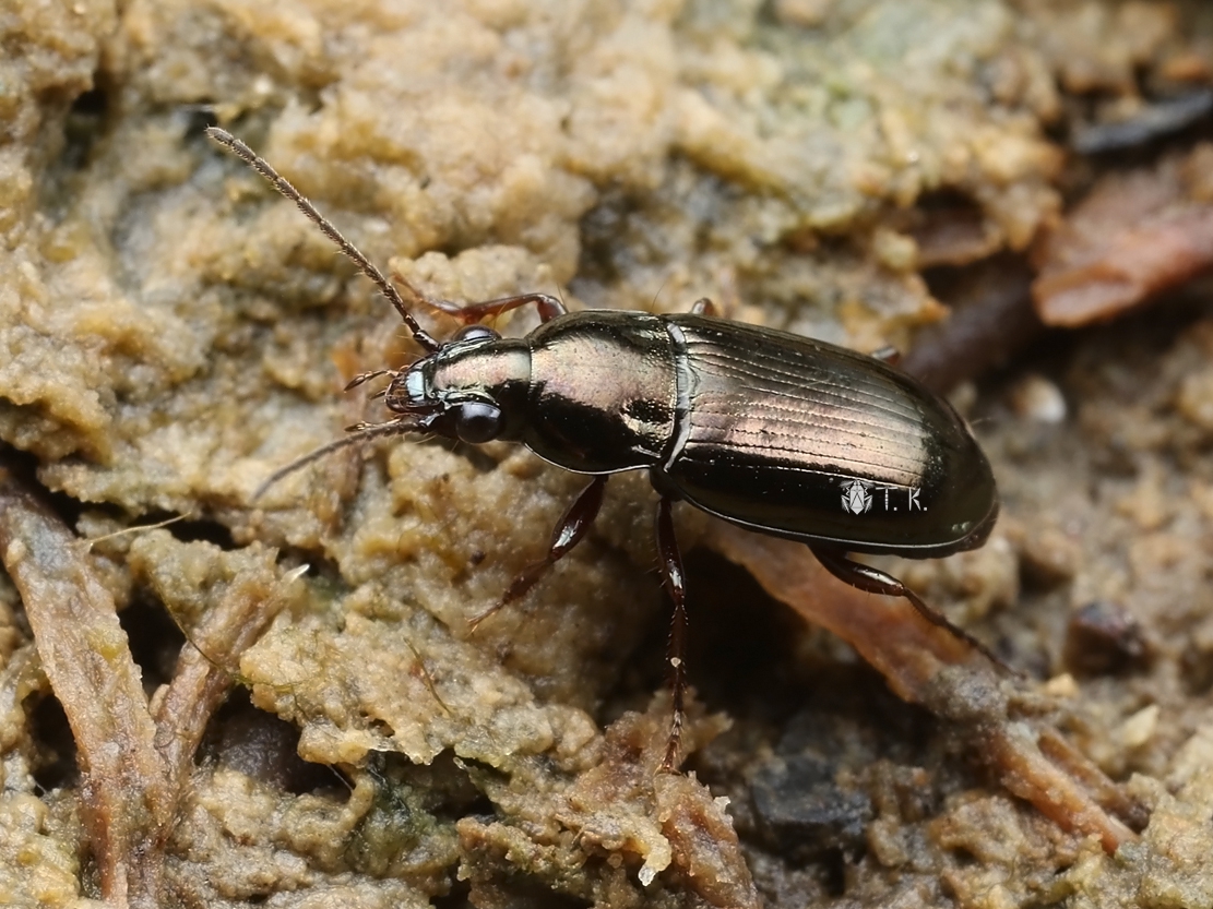 ドウイロハマベゴミムシ | 精霊の庵 - 無名の絶滅危惧昆虫 ドウイロハマベゴミムシ | 精霊の庵 - 無名の絶滅危惧昆虫