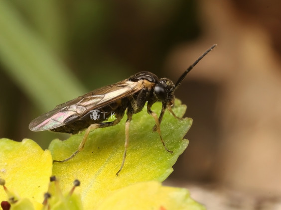 クチナガハバチ 精霊の庵 無名の絶滅危惧昆虫