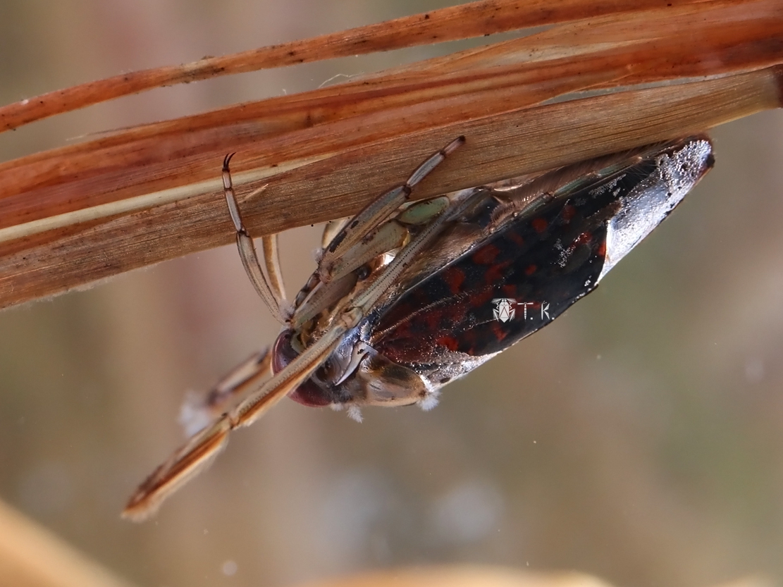 オキナワマツモムシ | 精霊の庵 - 無名の絶滅危惧昆虫