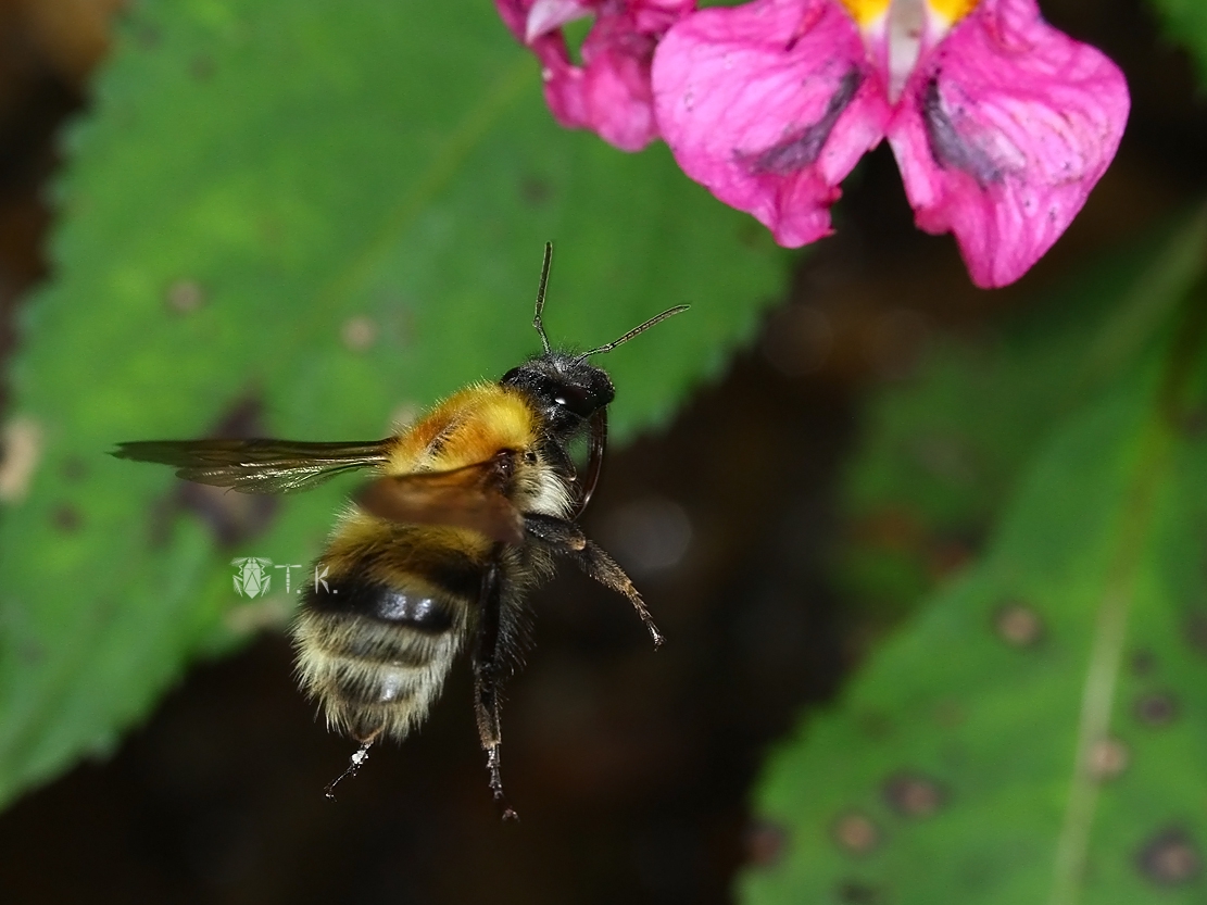ナガマルハナバチ | 精霊の庵 - 無名の絶滅危惧昆虫