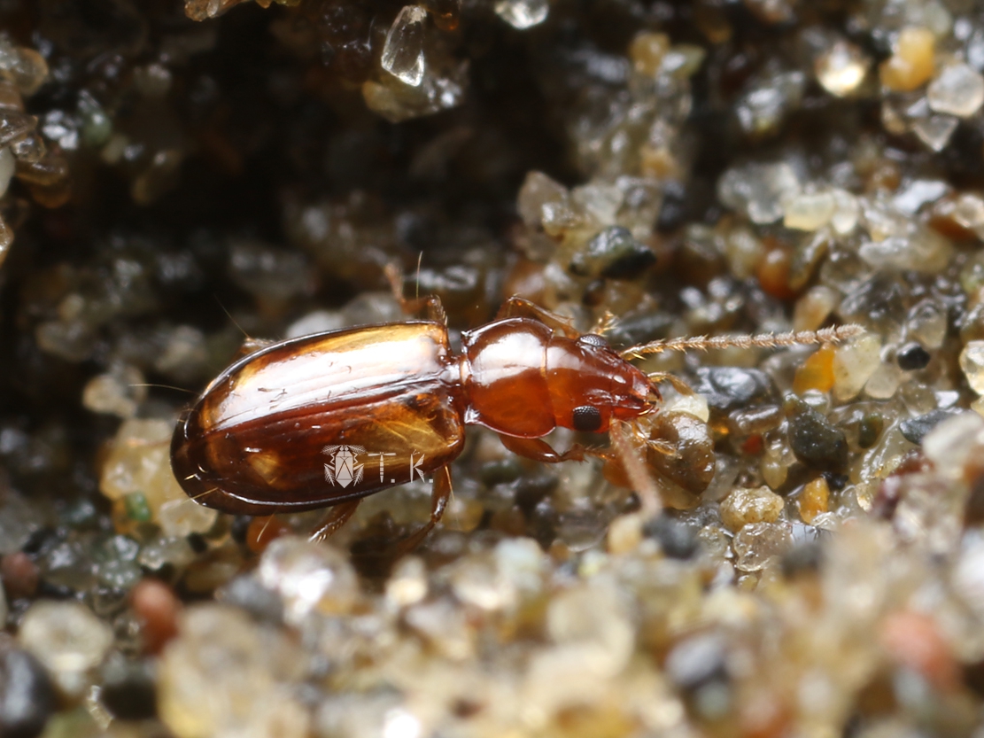 ゴミムシ ギョウトクコミズギワゴミムシ | 精霊の庵 - 無名の絶滅危惧昆虫