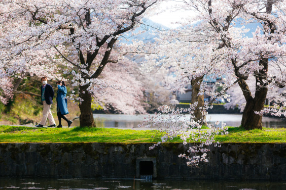 21年 今年の米沢の桜の見頃はいつ めぐる寫眞室