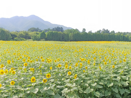 矢巾の向日葵畑 さわもこ日記