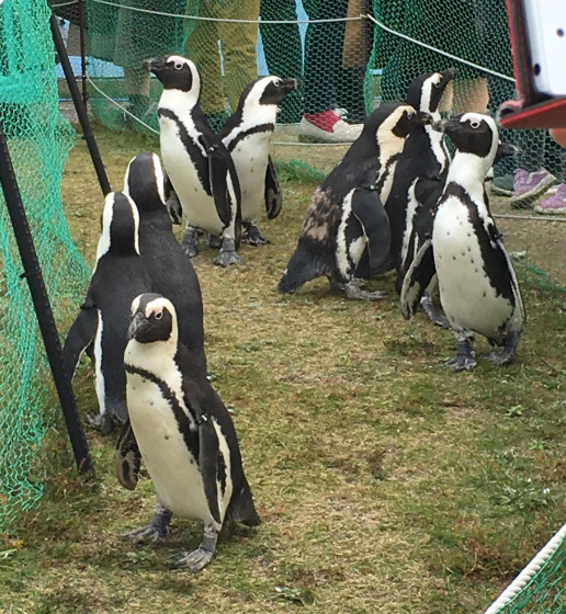 と は ペンギン ファースト