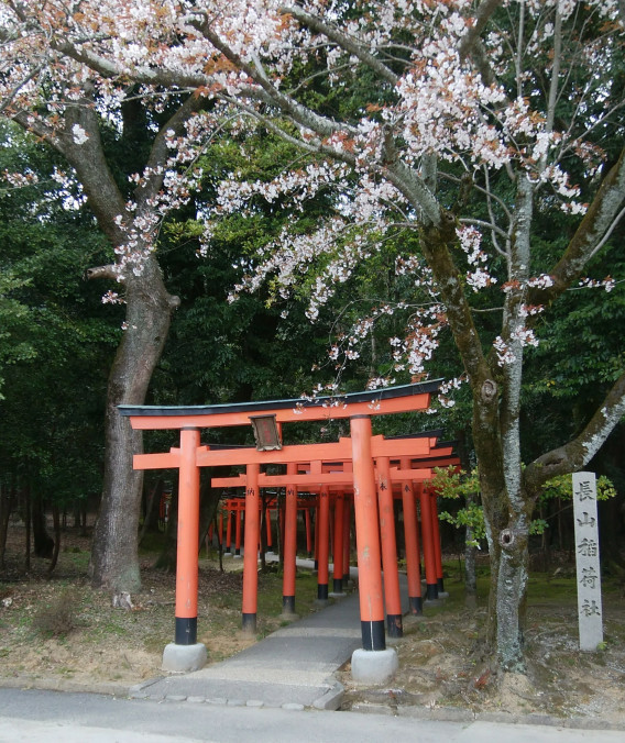 橿原神宮 合気道 若草会