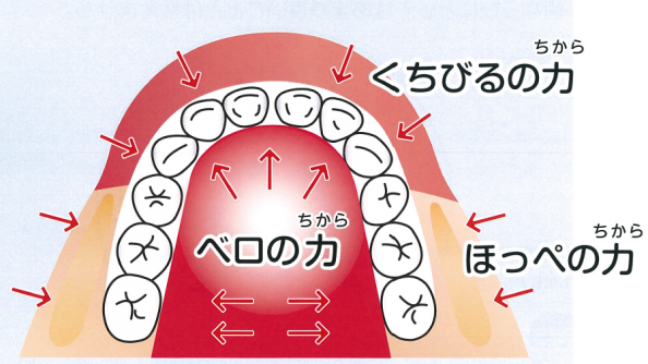 口も筋トレが必要 口腔周囲筋の筋力不足とその影響 80歳で20本の歯を正しく残して なんでも食べられる生活を