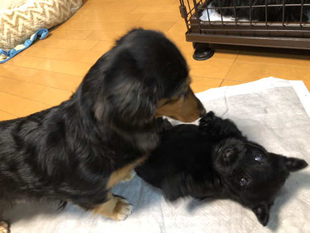 スッキリ スコッチテリア ダイナマイトキッズ犬舎