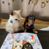 ランドローズ犬舎訪問 スコッチテリア ダイナマイトキッズ犬舎 ランドローズ犬舎訪問 スコッチテリア ダイナマイトキッズ犬舎