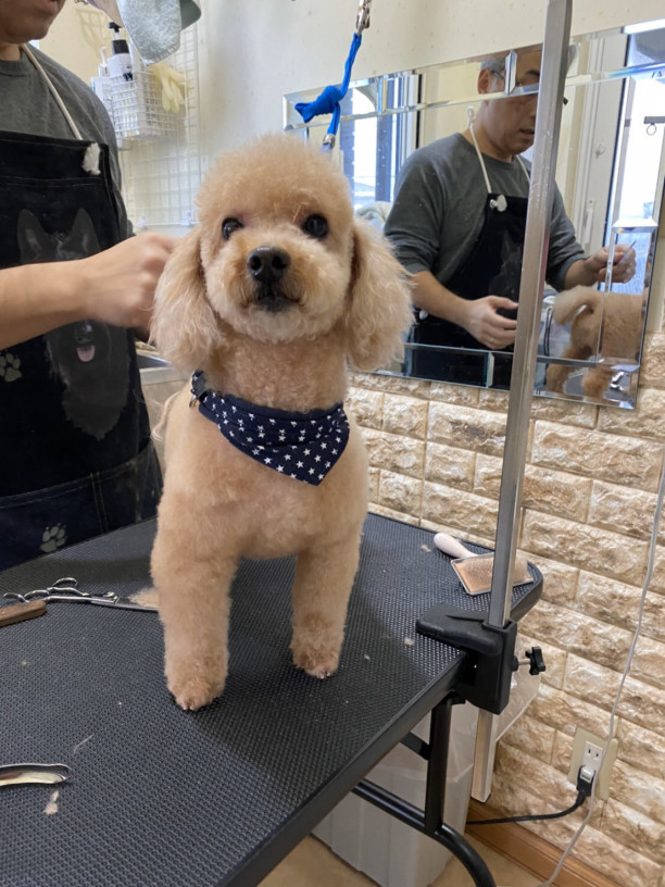 トリミング 柚子くんとみかんちゃん スコッチテリア ダイナマイトキッズ犬舎