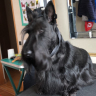 ランドローズ犬舎訪問 スコッチテリア ダイナマイトキッズ犬舎 ランドローズ犬舎訪問 スコッチテリア ダイナマイトキッズ犬舎