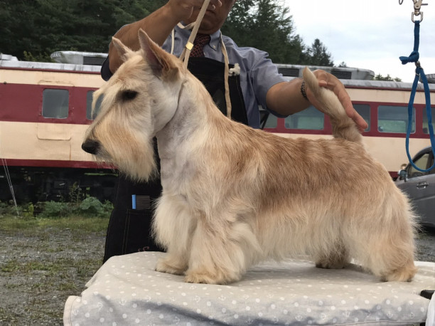 蘭丸 スコッチテリア ダイナマイトキッズ犬舎 蘭丸 スコッチテリア ダイナマイトキッズ犬舎