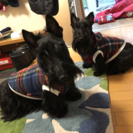 ランドローズ犬舎訪問 スコッチテリア ダイナマイトキッズ犬舎 ランドローズ犬舎訪問 スコッチテリア ダイナマイトキッズ犬舎