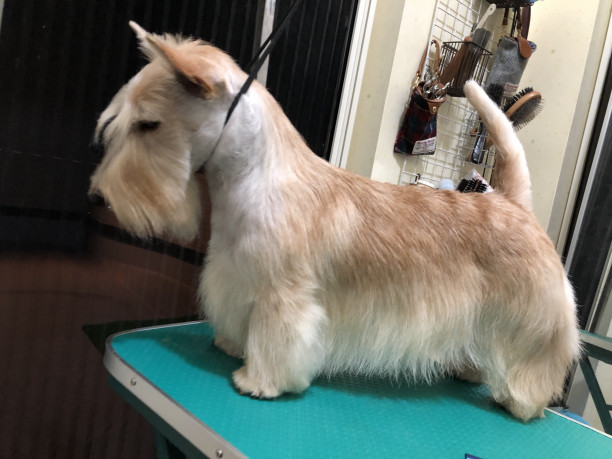 蘭丸 スコッチテリア ダイナマイトキッズ犬舎 蘭丸 スコッチテリア ダイナマイトキッズ犬舎
