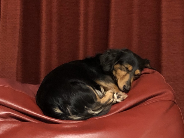 スッキリ スコッチテリア ダイナマイトキッズ犬舎 スッキリ スコッチテリア ダイナマイトキッズ犬舎