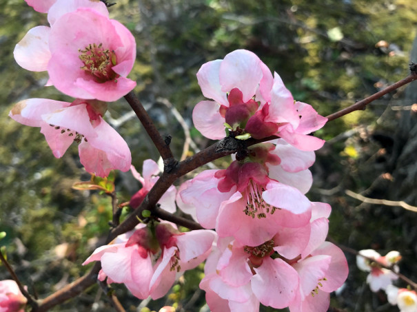 好き 好き 大好き 白あん 桜の花 Akanemaru News