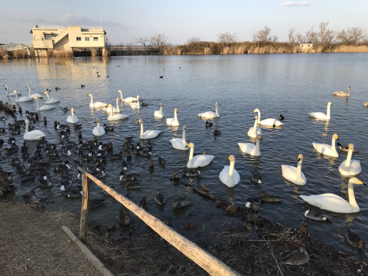 登米市 伊豆沼の白鳥 Susumu Tamura