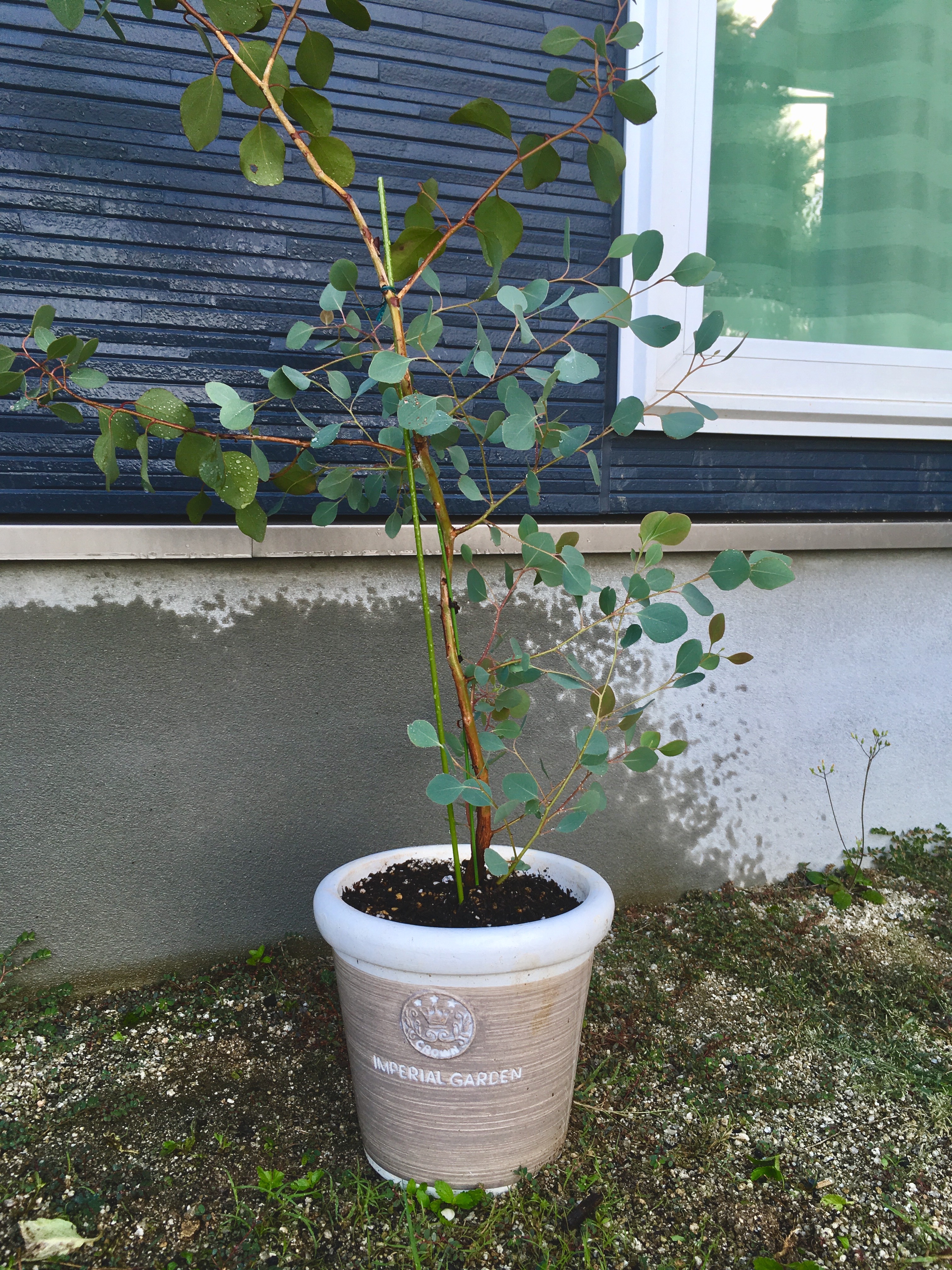 ユーカリが仲間入り Deepleather