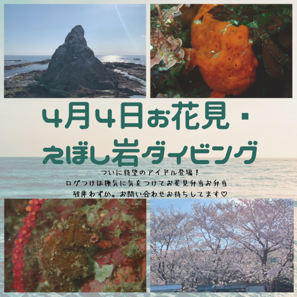 次回のえぼし岩は 珠や潜水 えぼし岩ダイビング 伊豆海洋公園ダイビング 次回のえぼし岩は 珠や潜水 えぼし岩ダイビング 伊豆海洋公園ダイビング