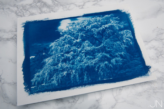 サイアノタイプとは Cyanotype Collection