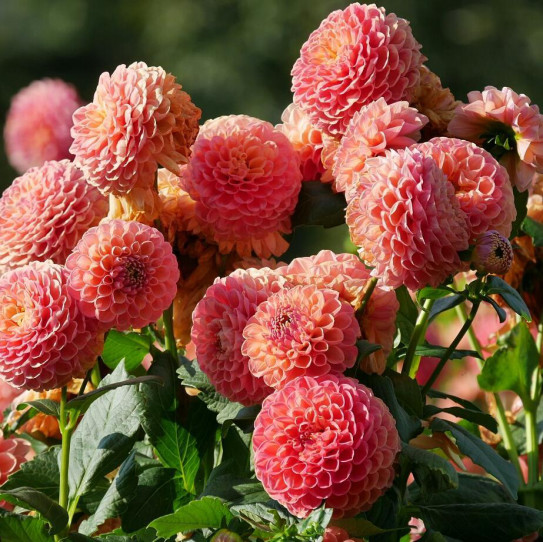 世羅高原農場のダリア Vid S Ownd