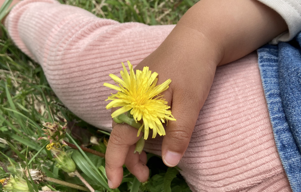 174 春の野草の楽しみ方 二宮団地