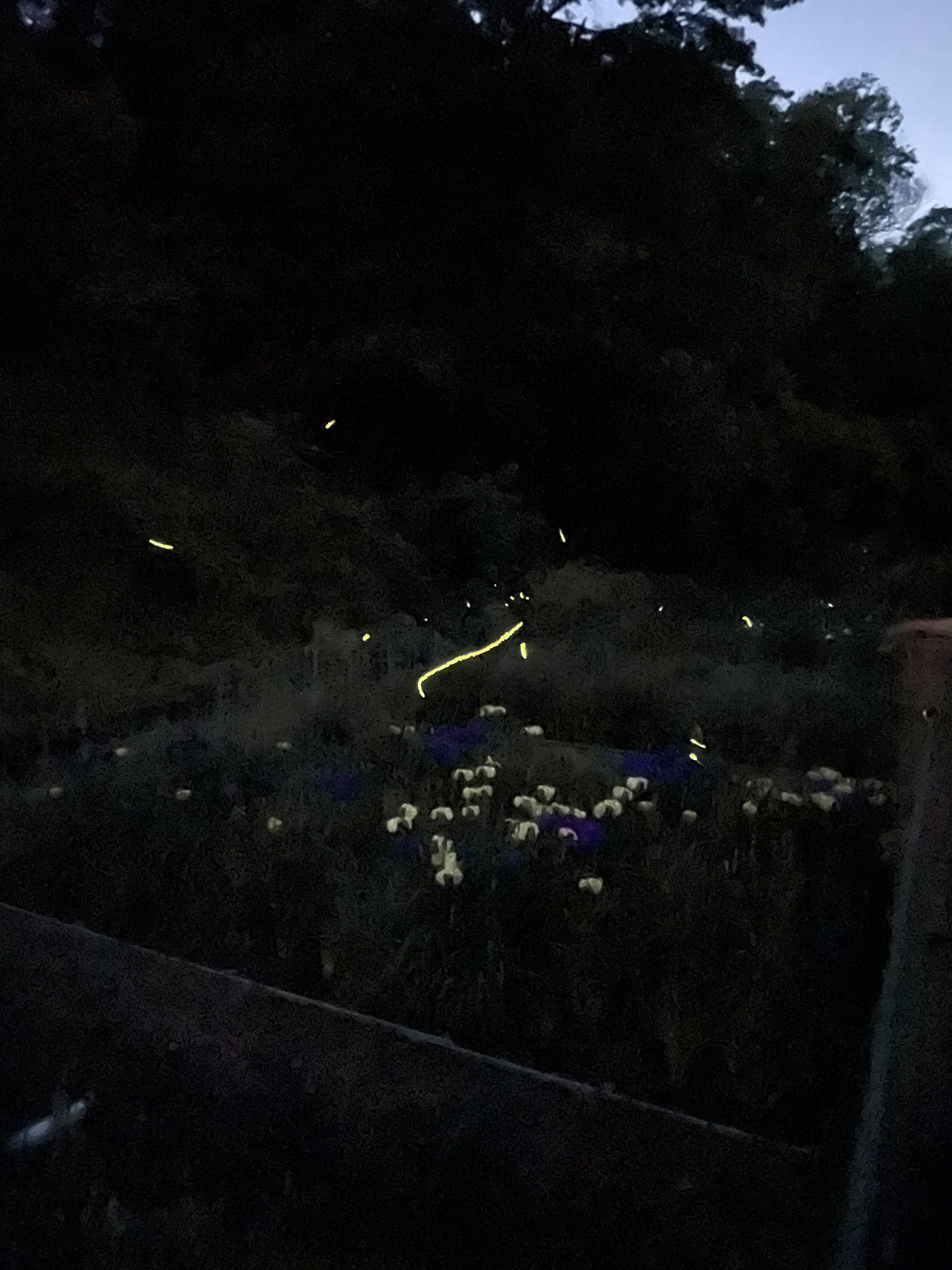 245 せせらぎ公園で蛍鑑賞 | 二宮団地